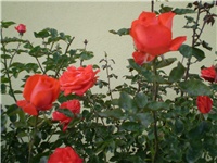 625546e6-Picture 695.jpg
